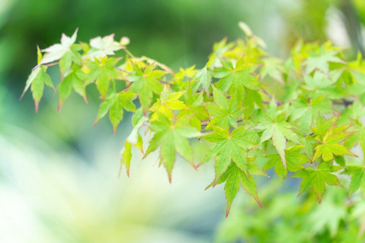 岡垣町で施工した外構リフォームの植栽写真｜やわらかな光に映えるモミジの葉が季節のうつろいを感じさせるナチュラルガーデン｜ウェルミカ
